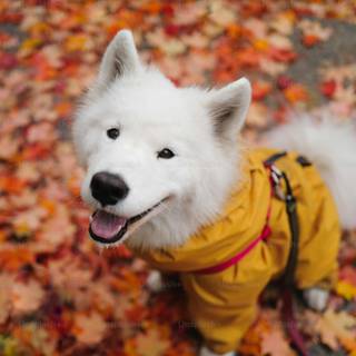 Vintage dog autumn wallpaper