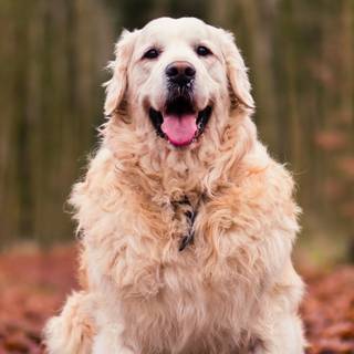 Vintage dog autumn wallpaper