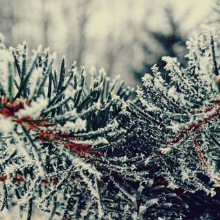 Winter tree preppy wallpaper