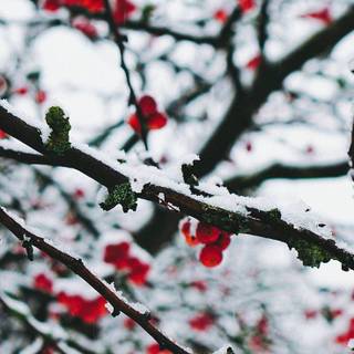 Winter tree preppy wallpaper