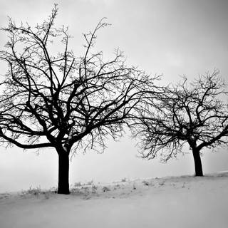 Winter tree preppy wallpaper