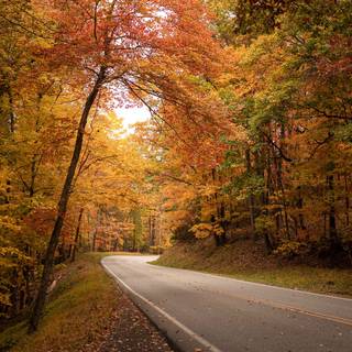 Autumn trips wallpaper