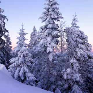 Winter tree preppy wallpaper