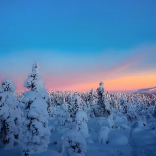 Winter tree preppy wallpaper