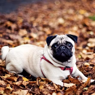 Vintage dog autumn wallpaper