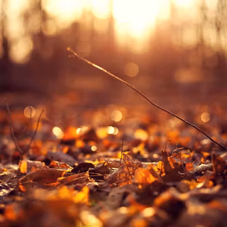 Light autumn wallpaper