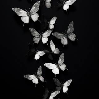 Butterfly black and white wallpaper