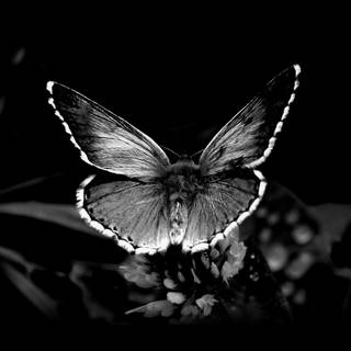 Butterfly black and white wallpaper
