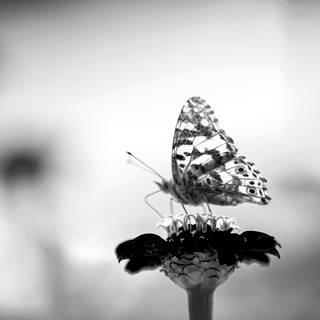Butterfly black and white wallpaper