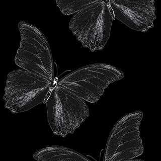 Butterfly black and white wallpaper