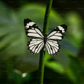 Butterfly black and white wallpaper