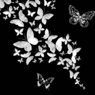 Butterfly black and white wallpaper