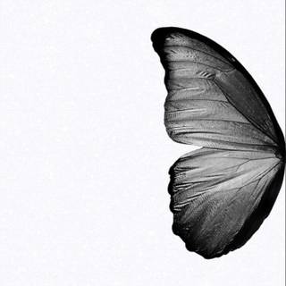 Butterfly black and white wallpaper
