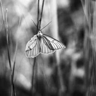 Butterfly black and white wallpaper