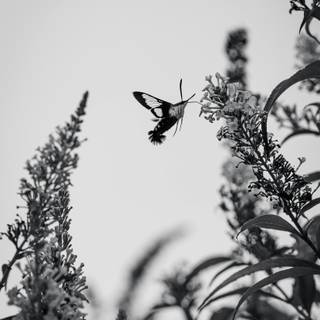 Butterfly black and white wallpaper