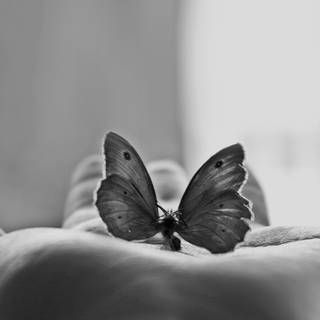 Butterfly black and white wallpaper
