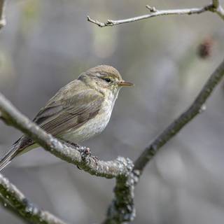 Willow Warbler wallpaper