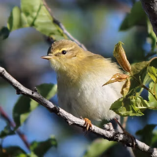 Willow Warbler wallpaper