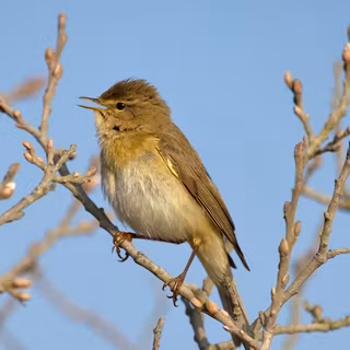 Willow Warbler wallpaper