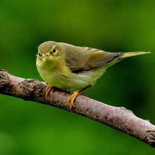 Willow Warbler wallpaper