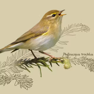 Willow Warbler wallpaper