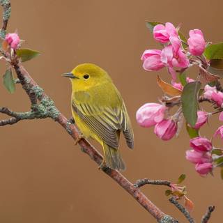 Willow Warbler wallpaper