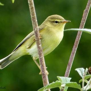 Willow Warbler wallpaper