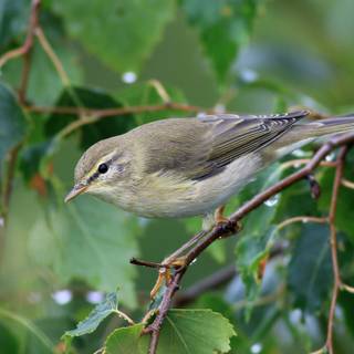 Willow Warbler wallpaper