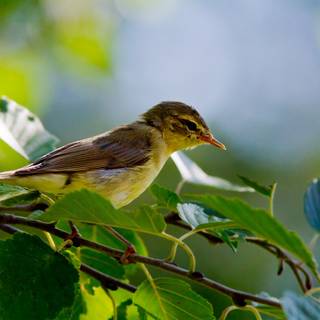Willow Warbler wallpaper