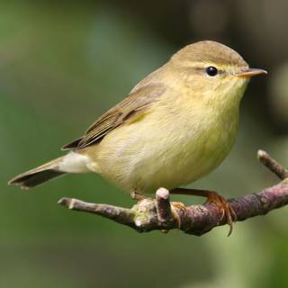 Willow Warbler wallpaper