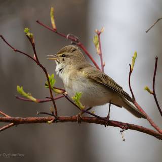 Willow Warbler wallpaper
