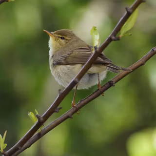 Willow Warbler wallpaper