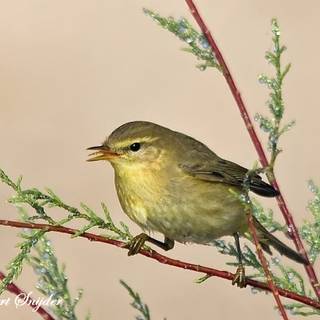 Willow Warbler wallpaper