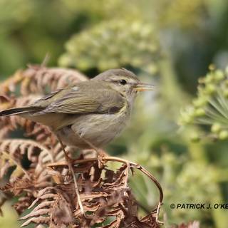 Willow Warbler wallpaper