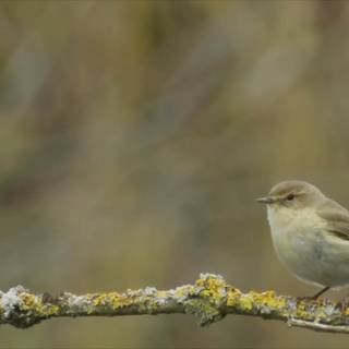 Willow Warbler wallpaper