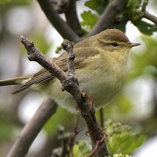 Willow Warbler wallpaper