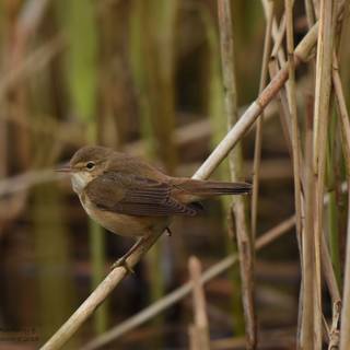 Willow Warbler wallpaper