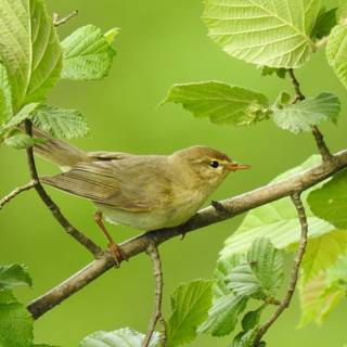 Willow Warbler wallpaper