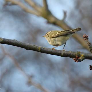 Willow Warbler wallpaper