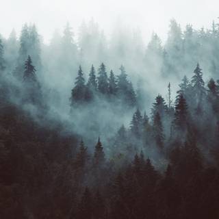 Forest adventure wallpaper