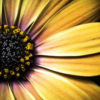 Macro flower wallpaper