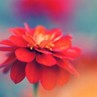 Macro flower wallpaper