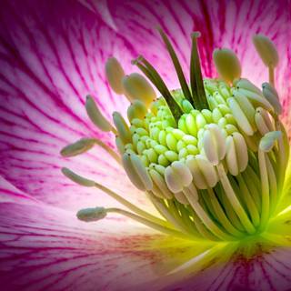 Macro flower wallpaper