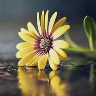 Macro flower wallpaper