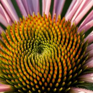 Macro flower wallpaper