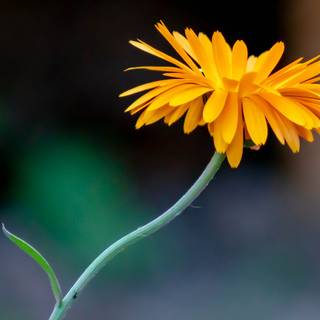 Macro flower wallpaper