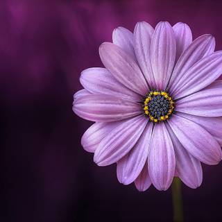 Macro flower wallpaper