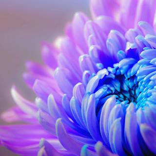 Macro flower wallpaper