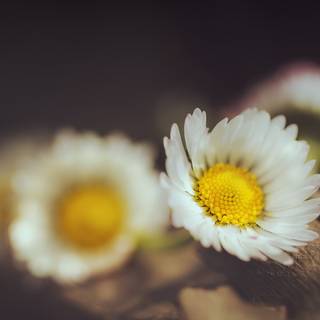 Macro flower wallpaper