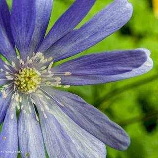 Macro flower wallpaper